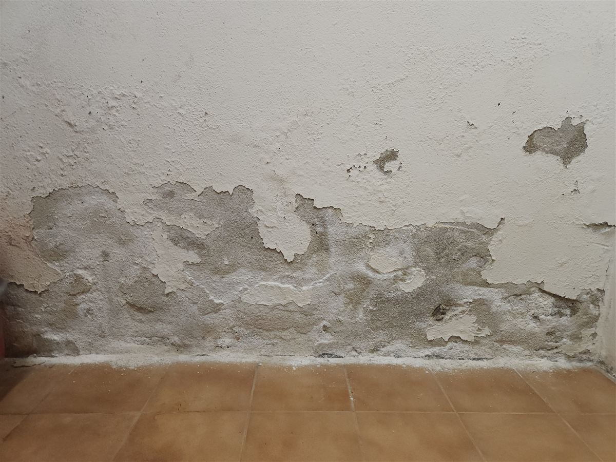 Salpêtre et enduit cloqué au pied d'un mur intérieur, signe de remontées capillaires
